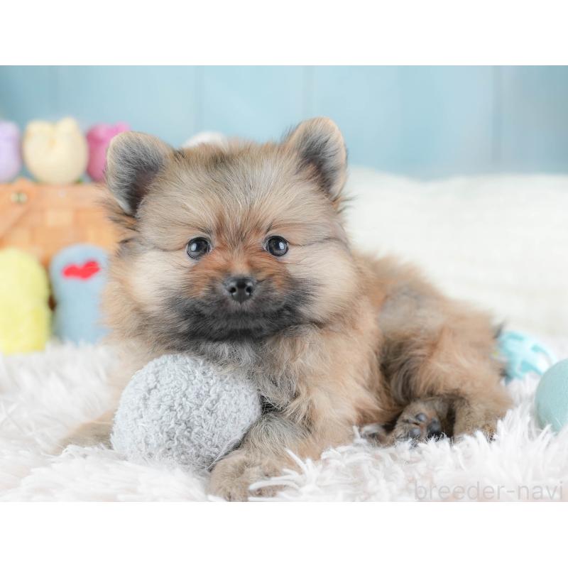 販売中の栃木県のポメラニアン-442133の4枚目