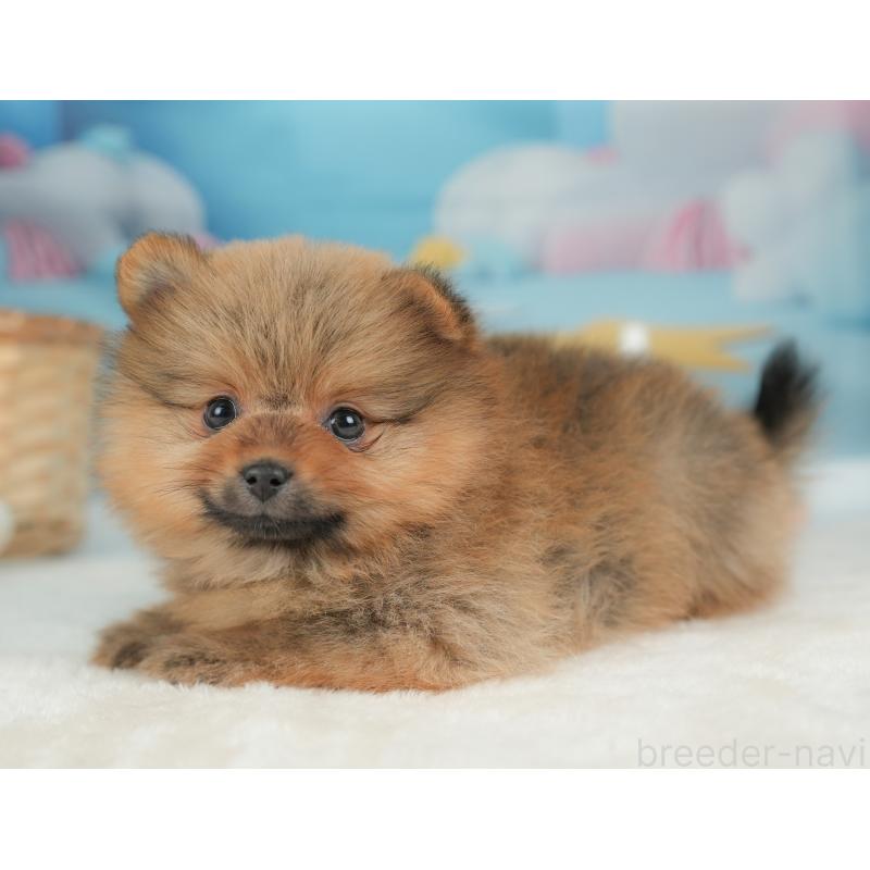 販売中の栃木県のポメラニアン-442132の11枚目