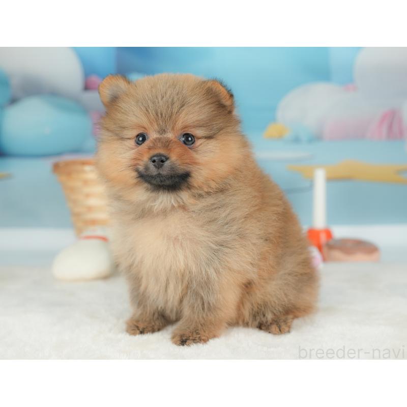 販売中の栃木県のポメラニアン-442132の10枚目
