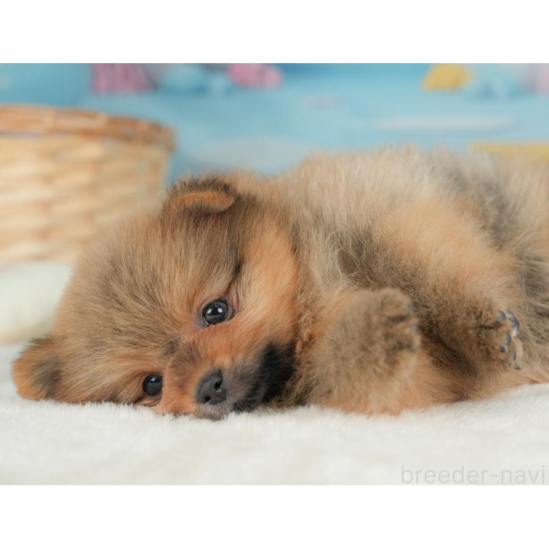 販売中の栃木県のポメラニアン-442132の9枚目