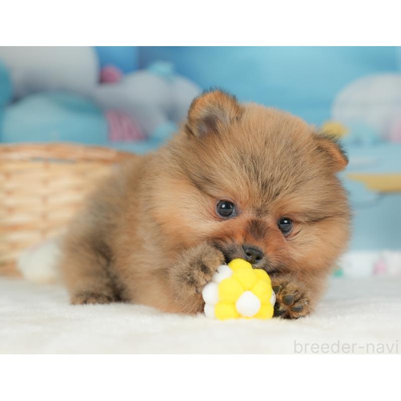 販売中の栃木県のポメラニアン-442132の8枚目