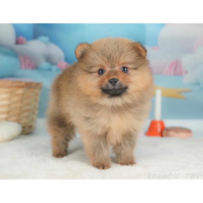 販売中の栃木県のポメラニアン-442132の7枚目