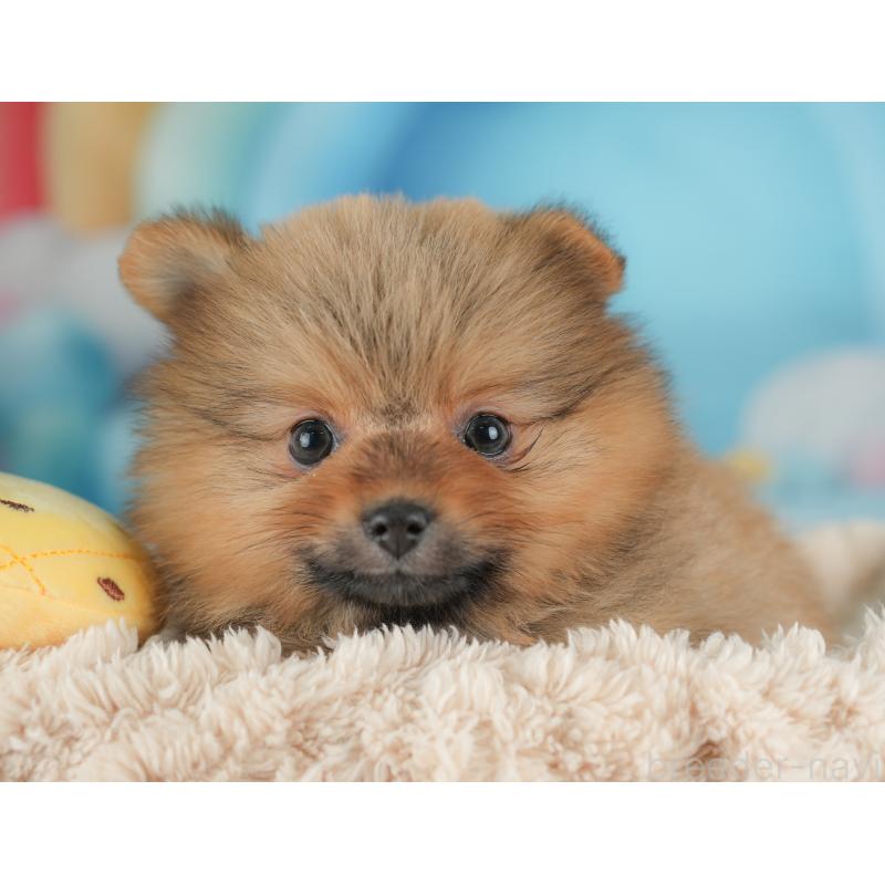 販売中の栃木県のポメラニアン-442132の6枚目