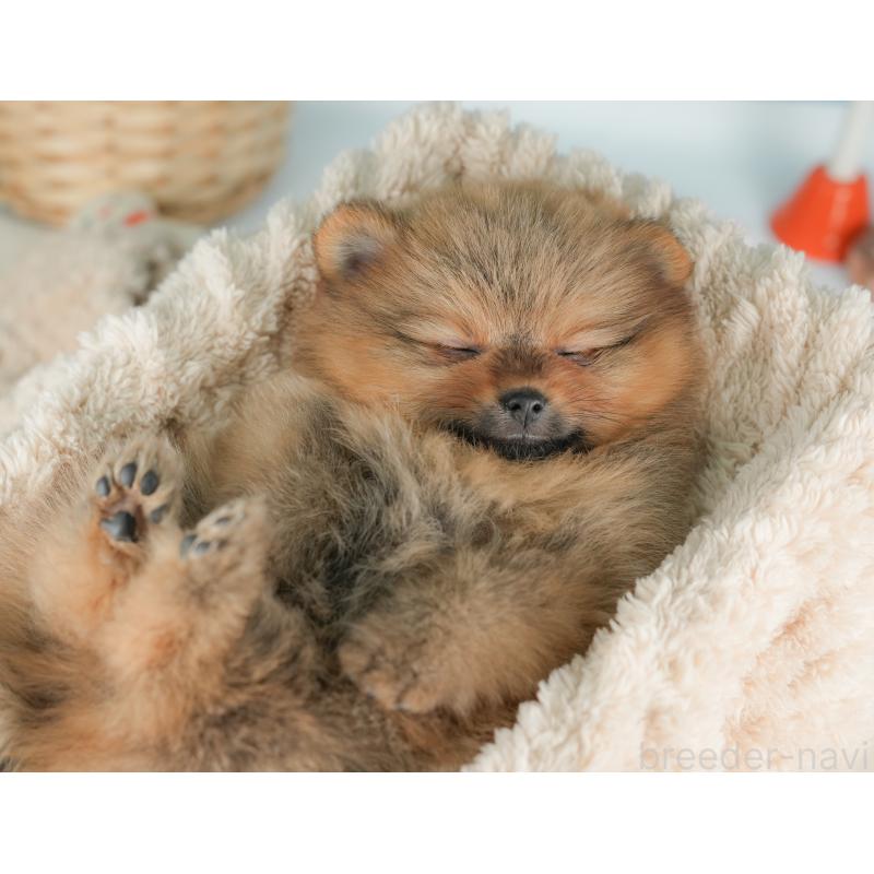 販売中の栃木県のポメラニアン-442132の5枚目