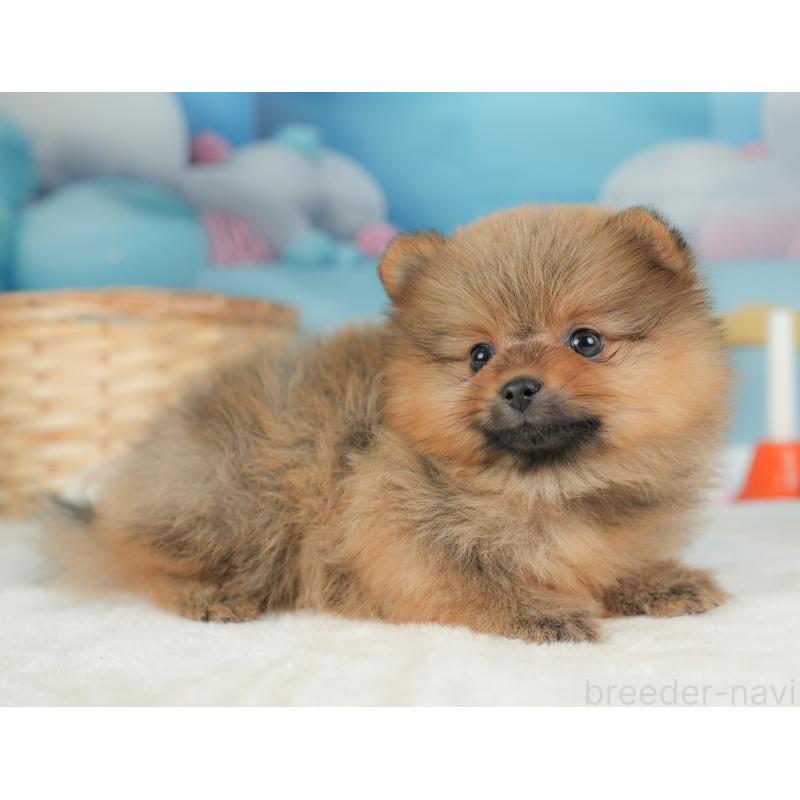 販売中の栃木県のポメラニアン-442132の4枚目