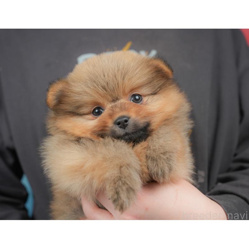 販売中の栃木県のポメラニアン-442132の3枚目