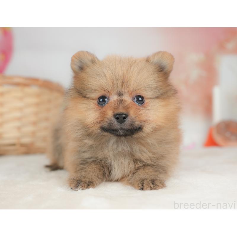 販売中の栃木県のポメラニアン-442131の11枚目