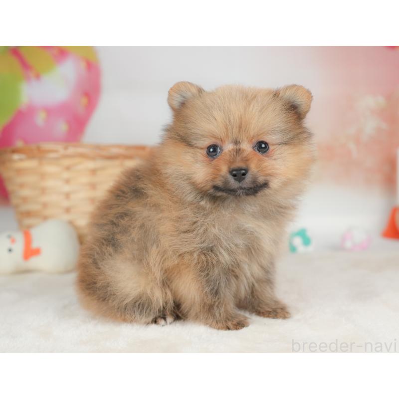 販売中の栃木県のポメラニアン-442131の10枚目