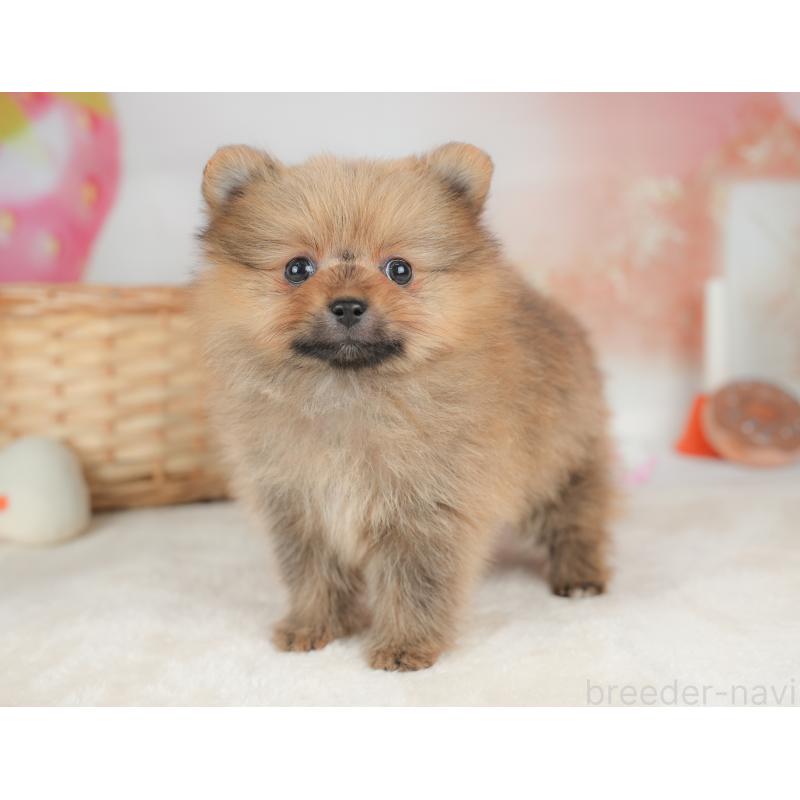 販売中の栃木県のポメラニアン-442131の9枚目