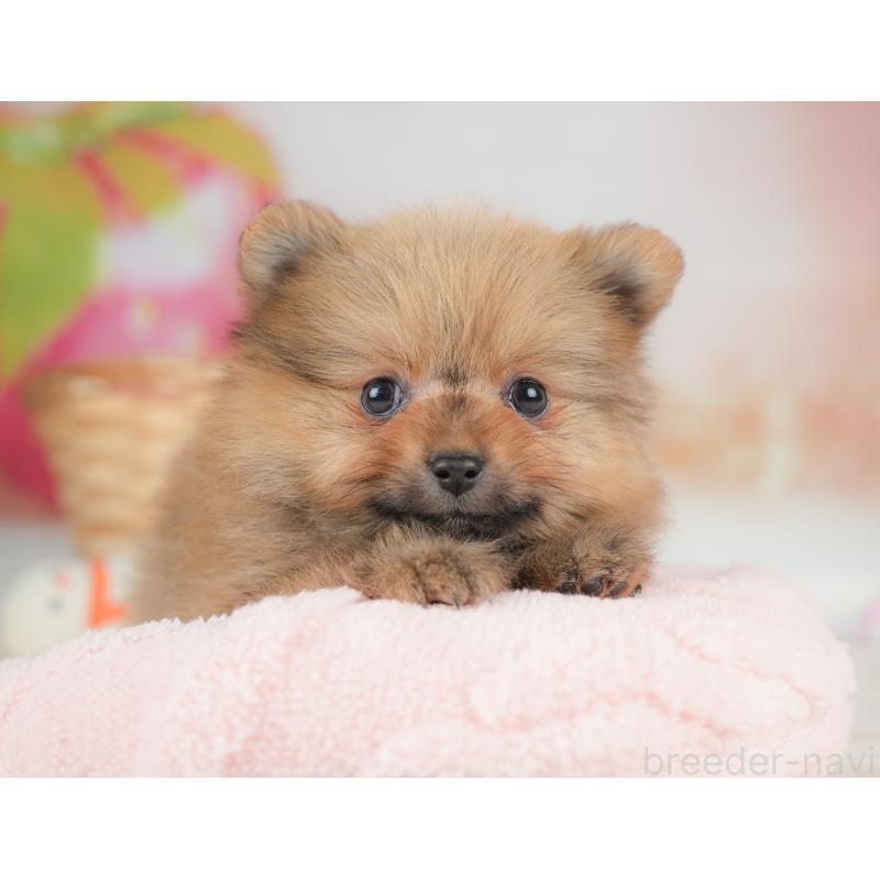 販売中の栃木県のポメラニアン-442131の8枚目