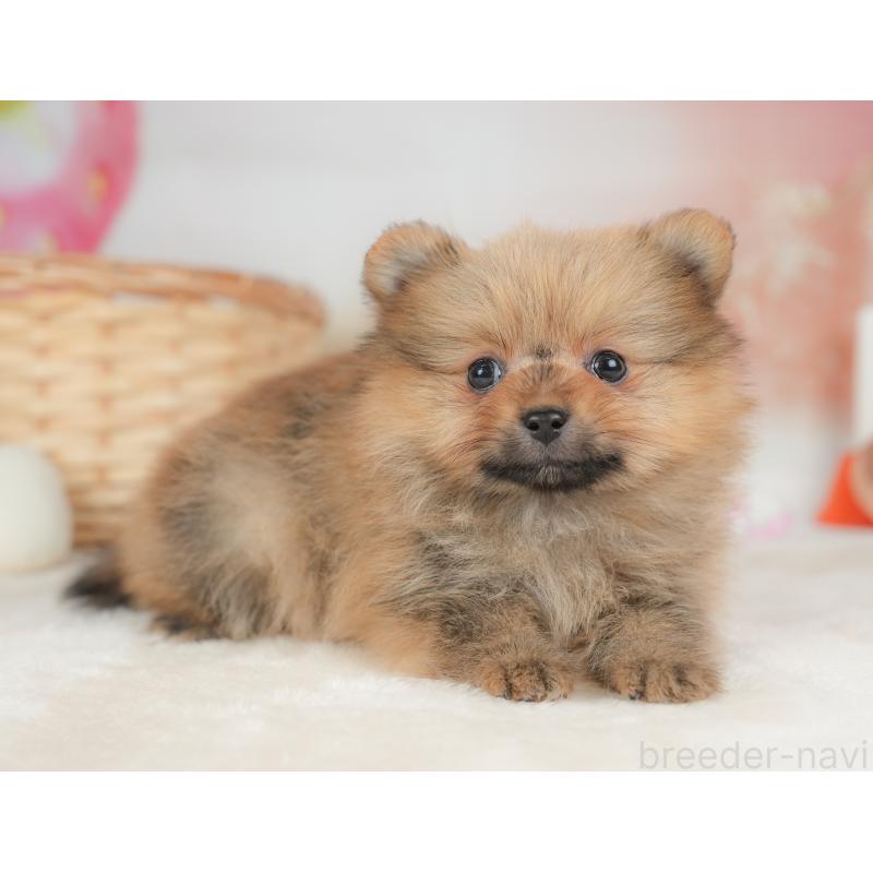 販売中の栃木県のポメラニアン-442131の7枚目