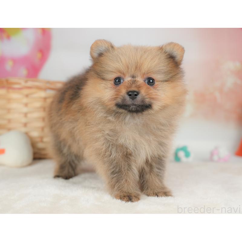 販売中の栃木県のポメラニアン-442131の6枚目