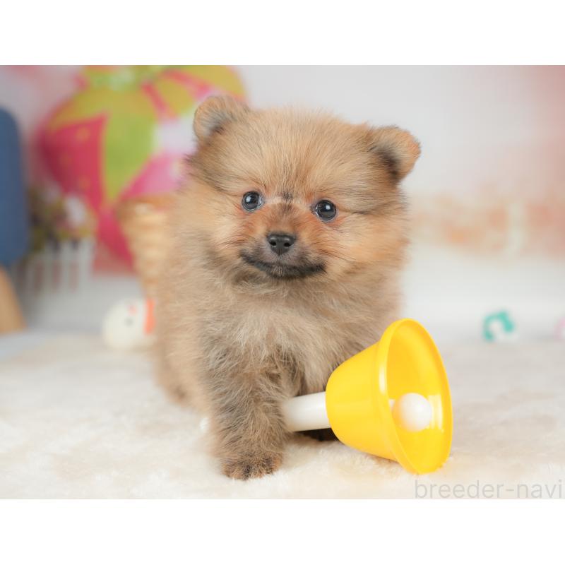 販売中の栃木県のポメラニアン-442131の5枚目