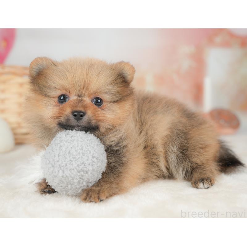 販売中の栃木県のポメラニアン-442131の4枚目