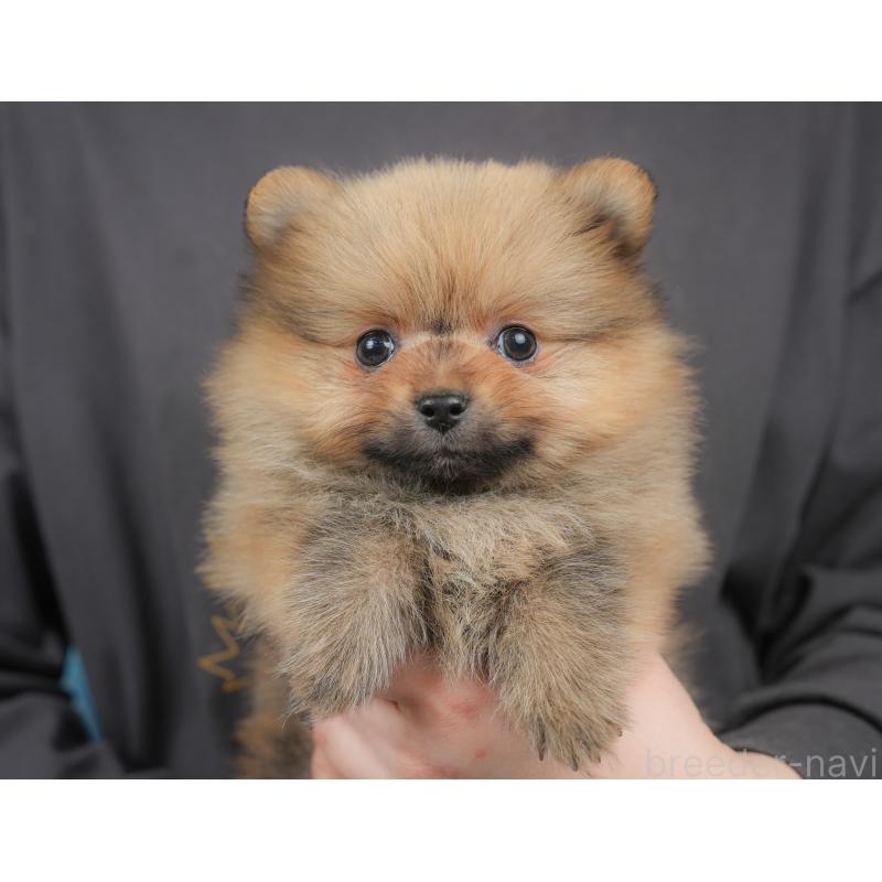 販売中の栃木県のポメラニアン-442131の3枚目
