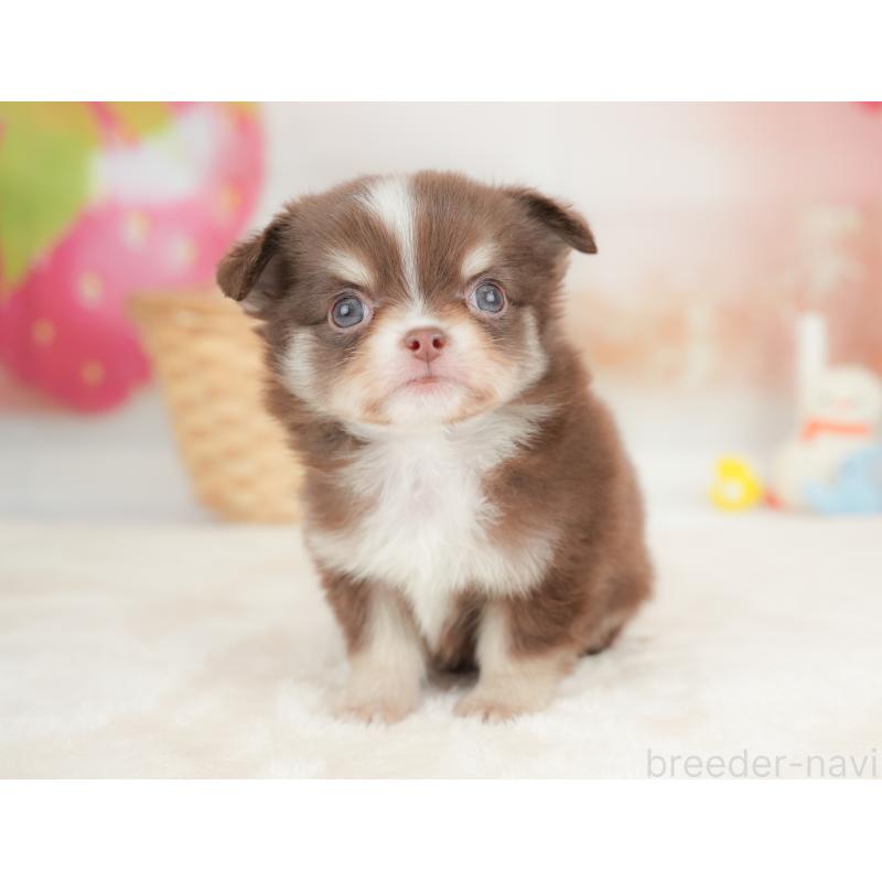 販売中の栃木県のチワワ(ロングコート)-442130