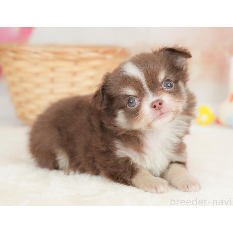 販売中の栃木県のチワワ(ロングコート)-442130の11枚目