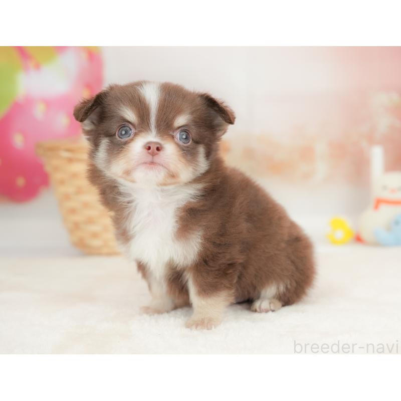 販売中の栃木県のチワワ(ロングコート)-442130の9枚目