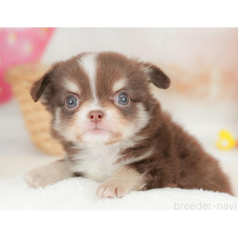 販売中の栃木県のチワワ(ロングコート)-442130の8枚目