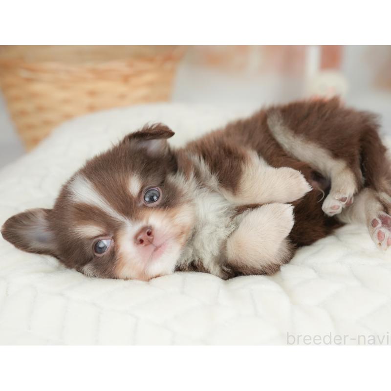 販売中の栃木県のチワワ(ロングコート)-442130の7枚目