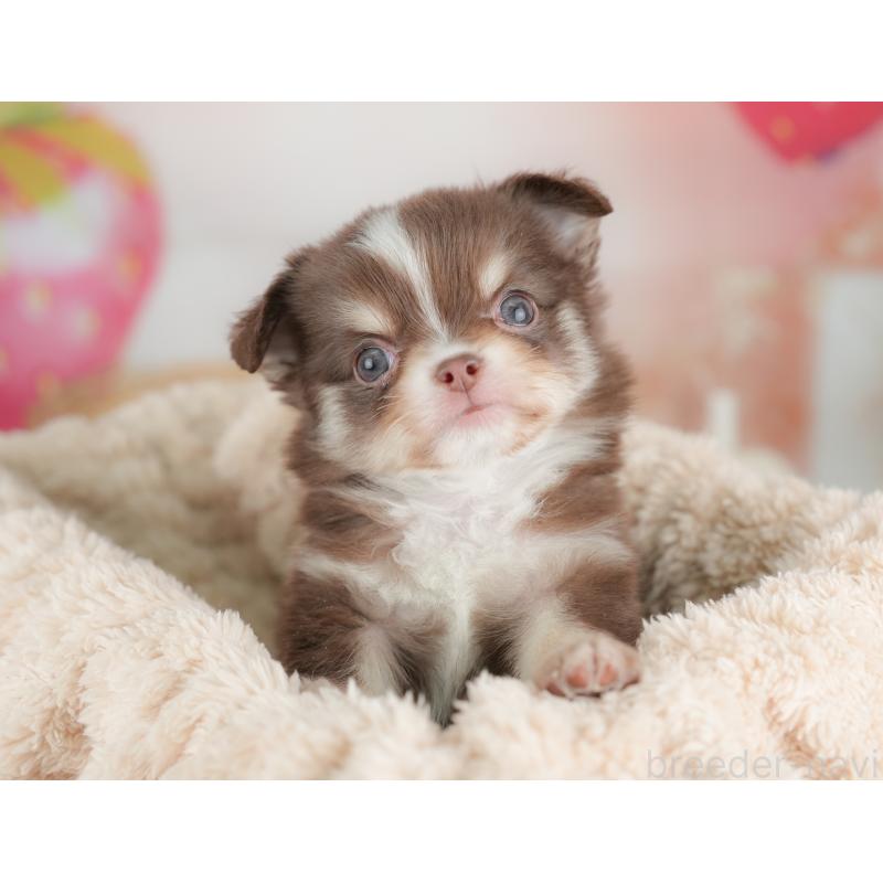 販売中の栃木県のチワワ(ロングコート)-442130の6枚目