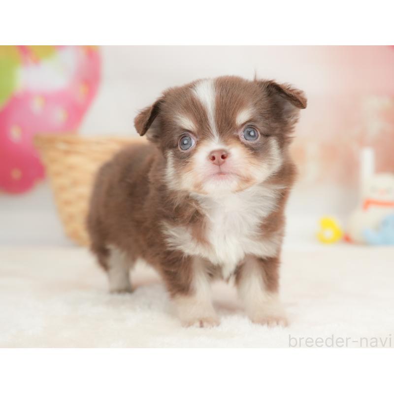 販売中の栃木県のチワワ(ロングコート)-442130の5枚目