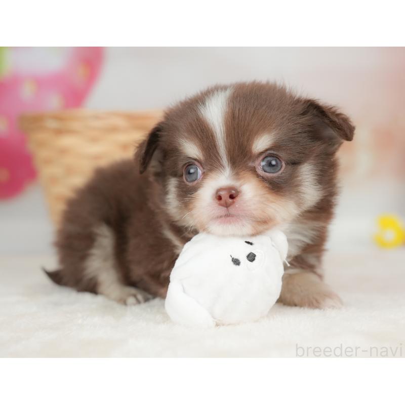 販売中の栃木県のチワワ(ロングコート)-442130の4枚目