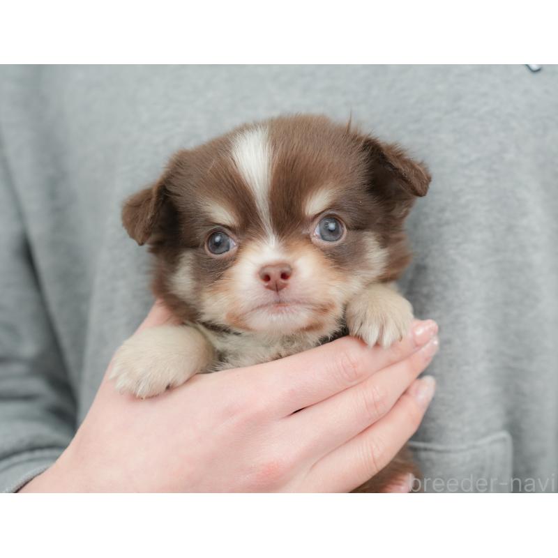 販売中の栃木県のチワワ(ロングコート)-442130の3枚目