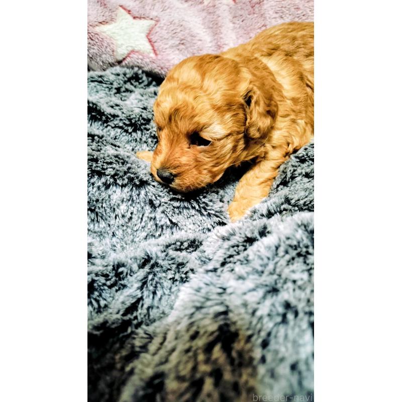 販売中の愛媛県のタイニープードル-441853の5枚目