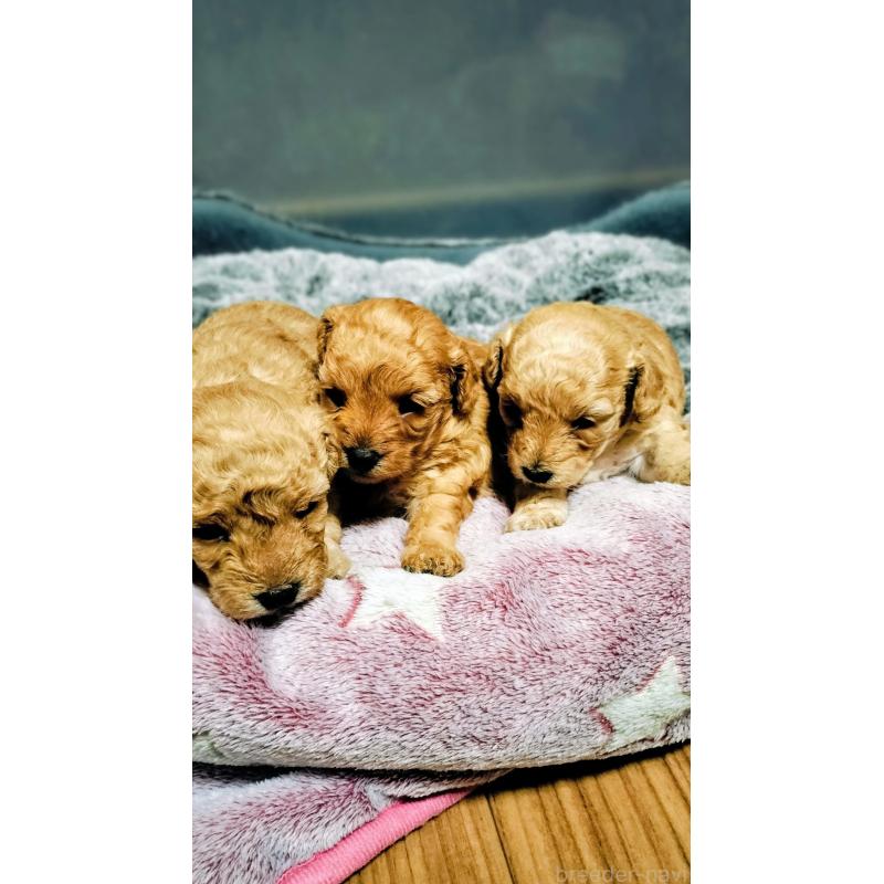 販売中の愛媛県のタイニープードル-441853の4枚目