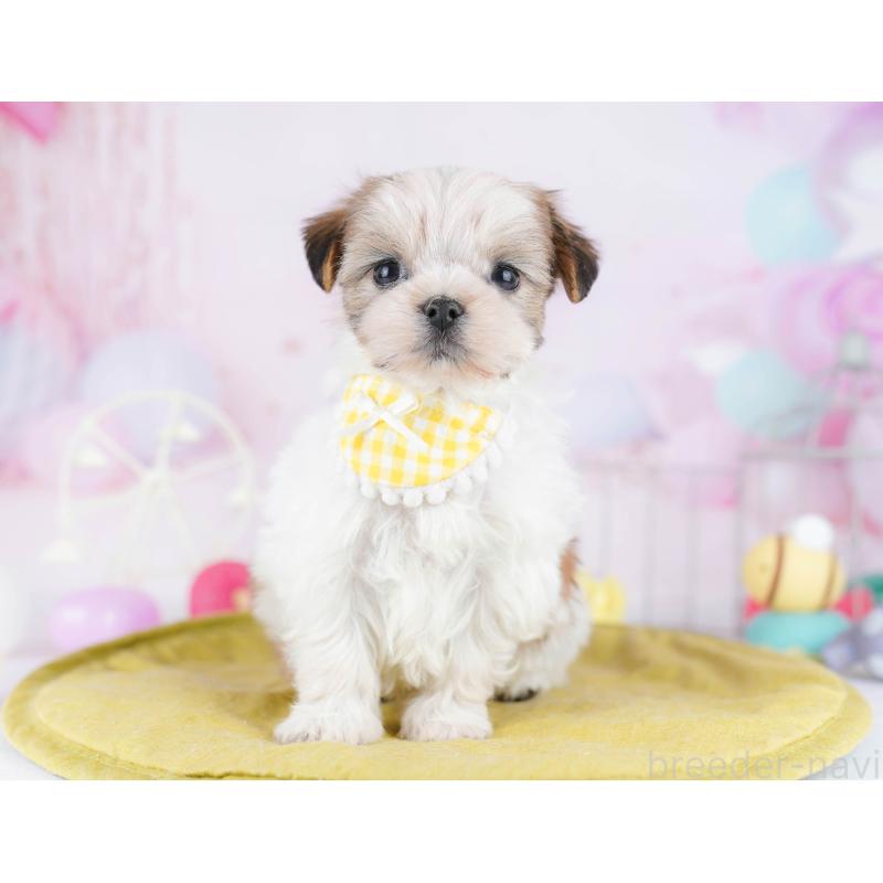 販売中の東京都のミックス犬-442234の1枚目