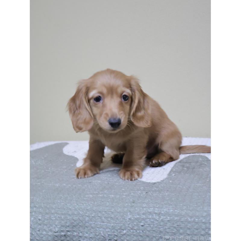 販売中の埼玉県のカニンヘンダックスフンド(ロングヘアード)-441852の6枚目