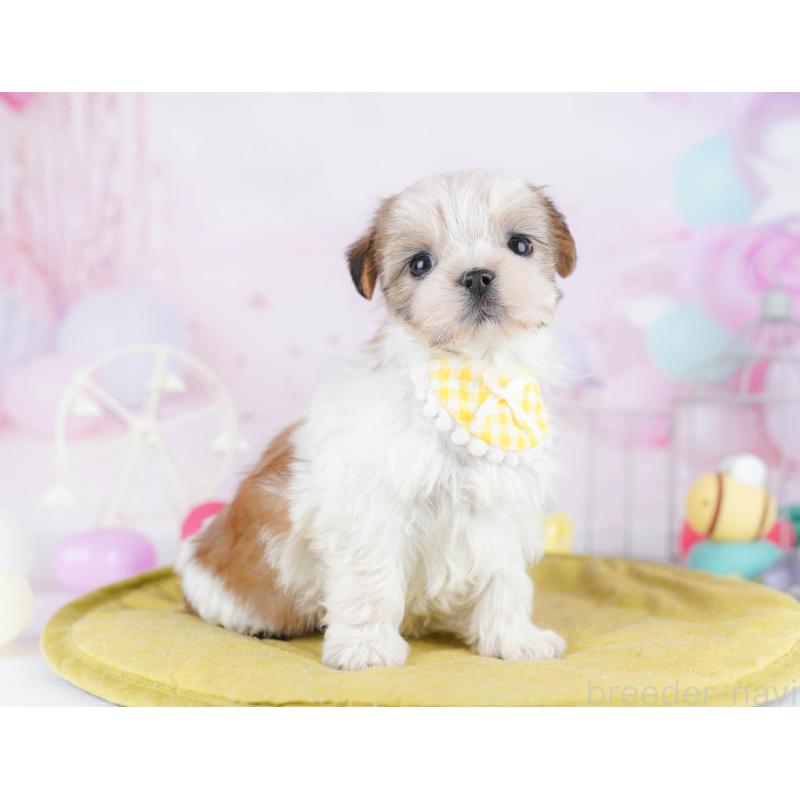 販売中の東京都のミックス犬-442234の7枚目