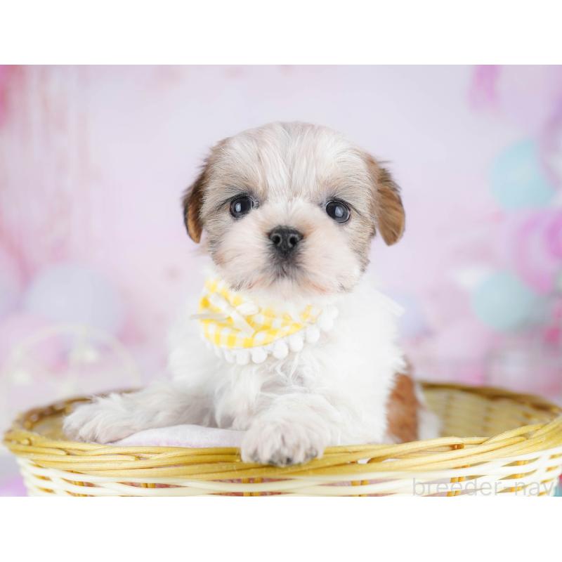 販売中の東京都のミックス犬-442234の5枚目