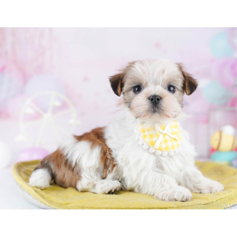 販売中の東京都のミックス犬-442234の4枚目