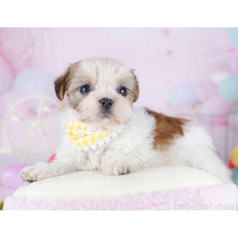 販売中の東京都のミックス犬-442234の3枚目