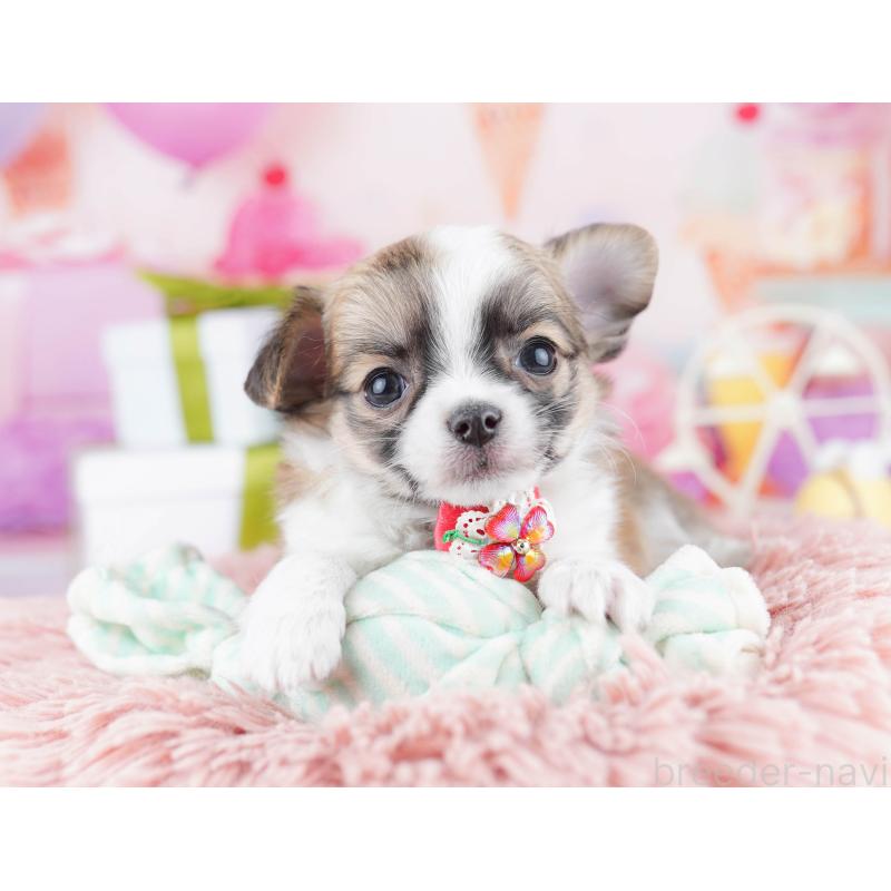 販売中の東京都のチワワ(ロングコート)-442225の7枚目