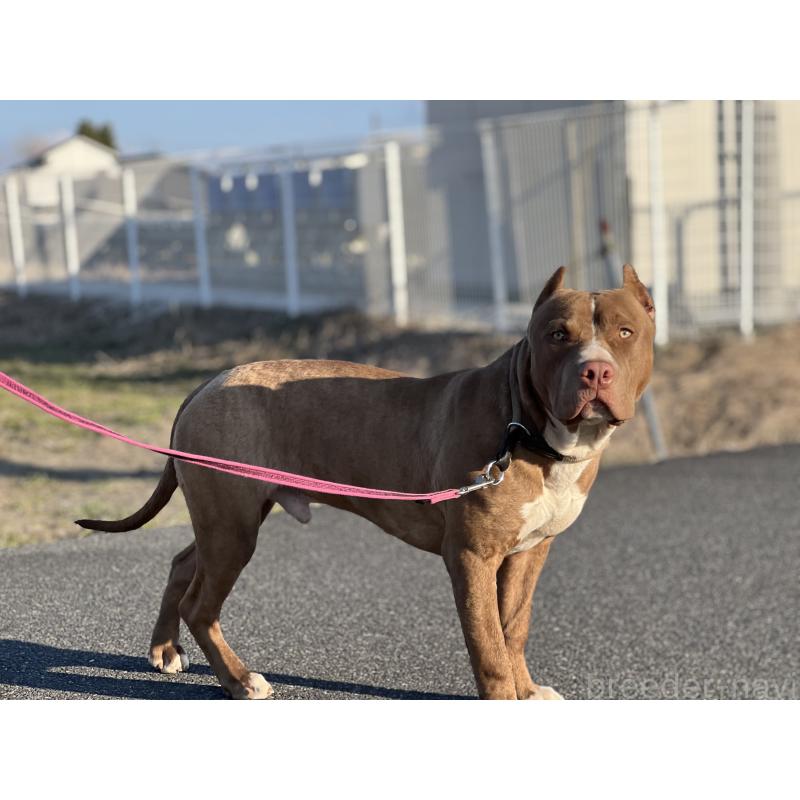 販売中の千葉県のアメリカンピットブルテリア-415778