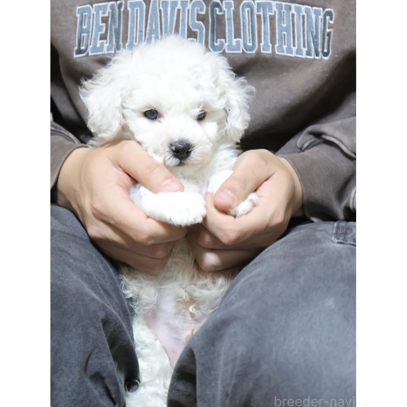 販売中の埼玉県のビションフリーゼ-441854の8枚目