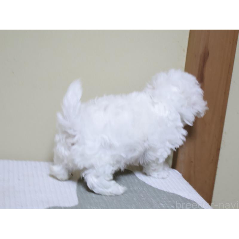 販売中の埼玉県のビションフリーゼ-441854の7枚目