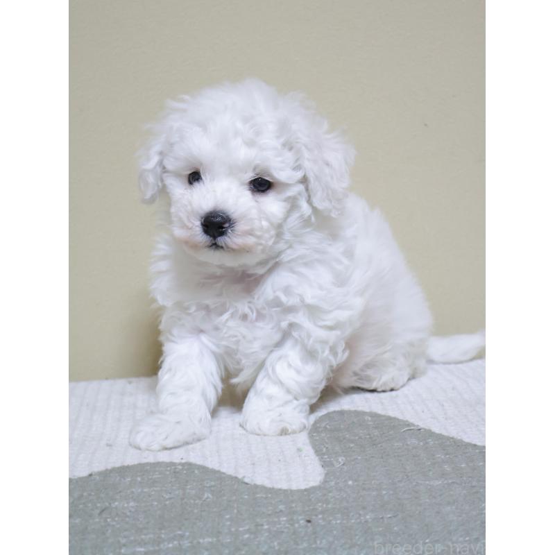 販売中の埼玉県のビションフリーゼ-441854の6枚目