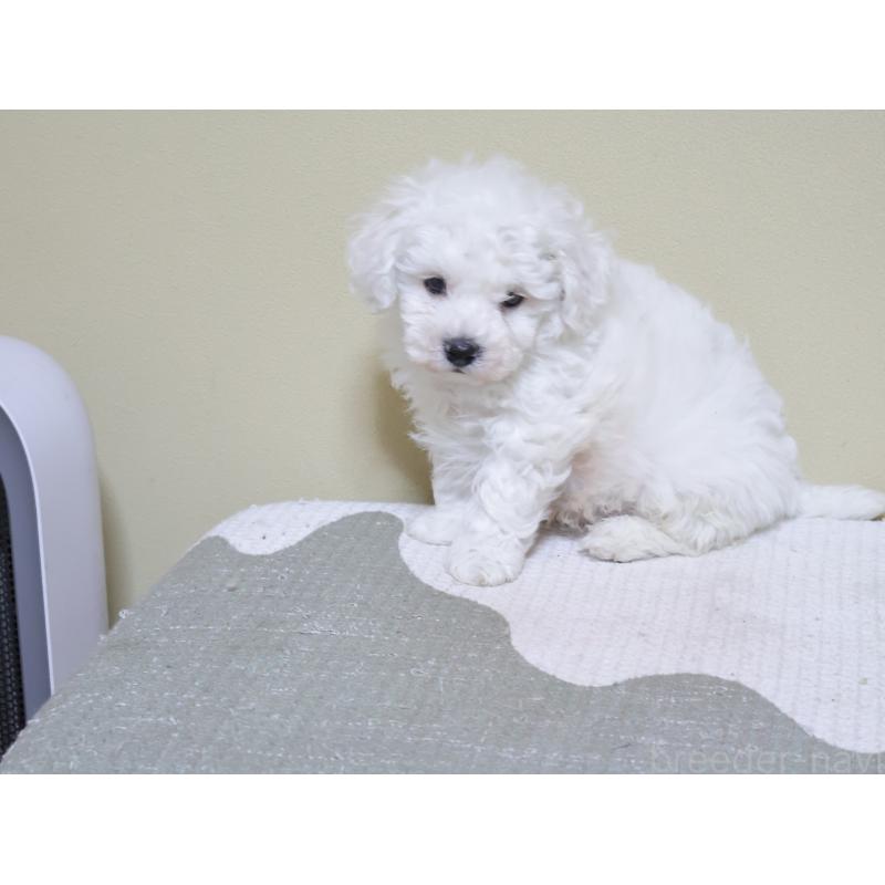 販売中の埼玉県のビションフリーゼ-441854の5枚目