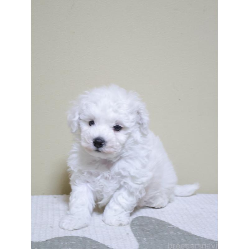 販売中の埼玉県のビションフリーゼ-441854の4枚目