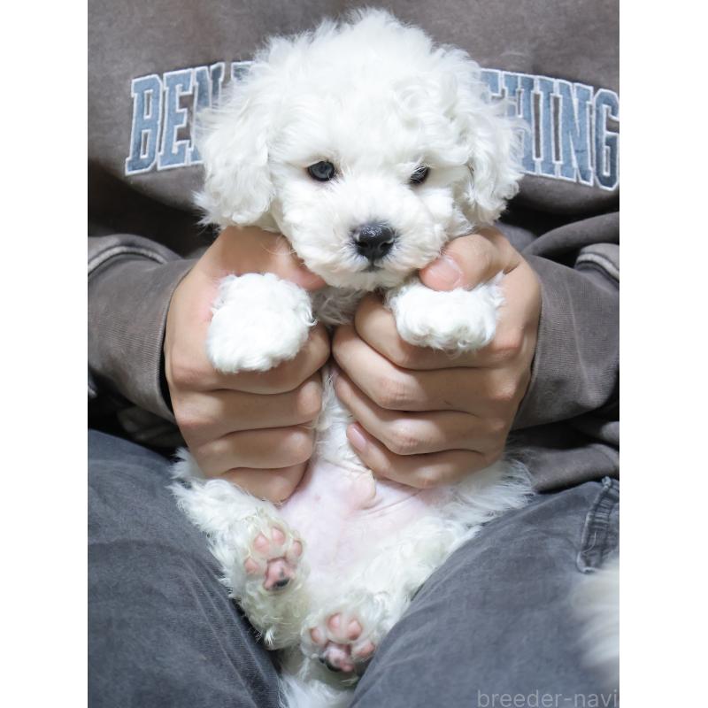 販売中の埼玉県のビションフリーゼ-441854の3枚目