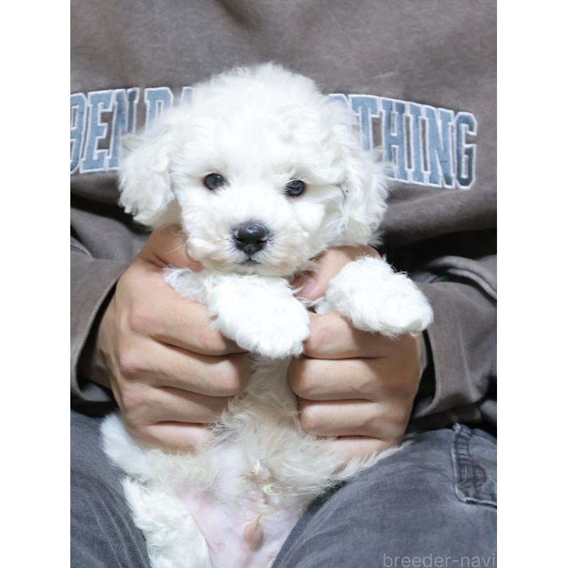 販売中の埼玉県のビションフリーゼ-441854の2枚目