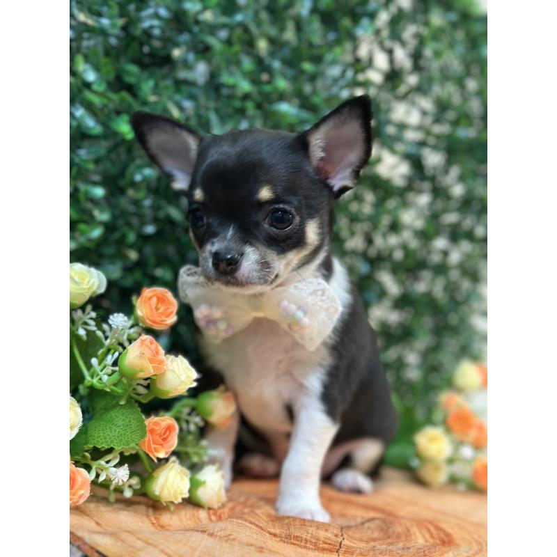 販売中の愛知県のチワワ(スムースコート)-436869の4枚目