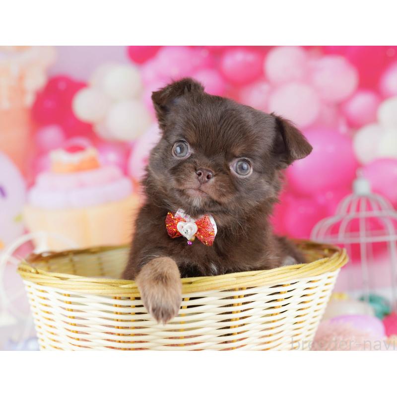 販売中の千葉県のチワワ(ロングコート)-442387の11枚目