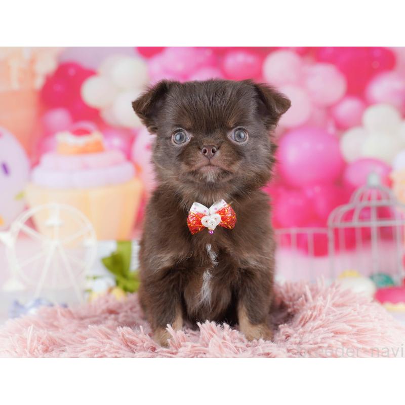 販売中の千葉県のチワワ(ロングコート)-442387の7枚目