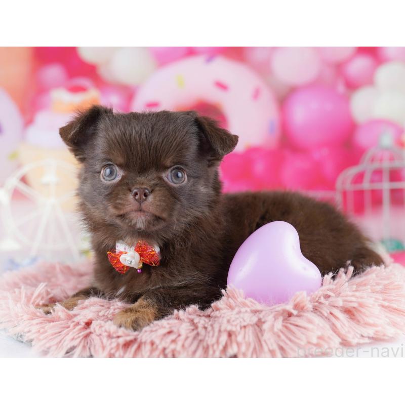 販売中の千葉県のチワワ(ロングコート)-442387の5枚目