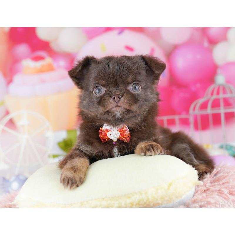 販売中の千葉県のチワワ(ロングコート)-442387の3枚目